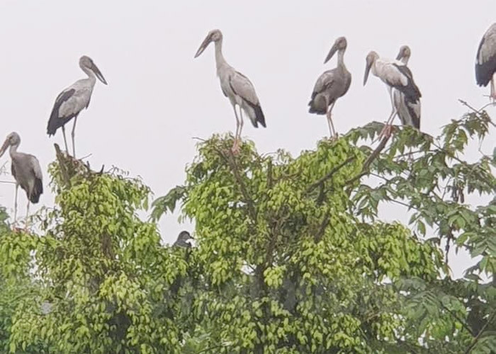Number of Asian openbill storks in Dao Co surges